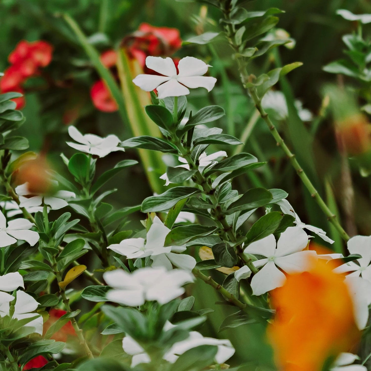 Home & Garden-74
