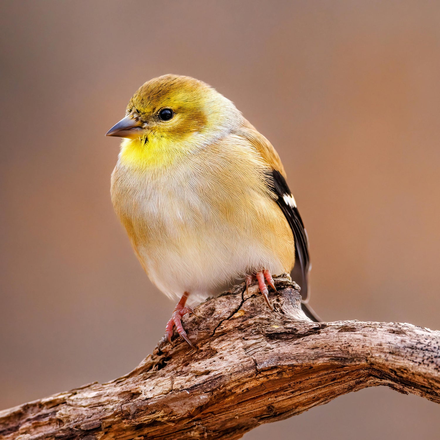 Bird-80