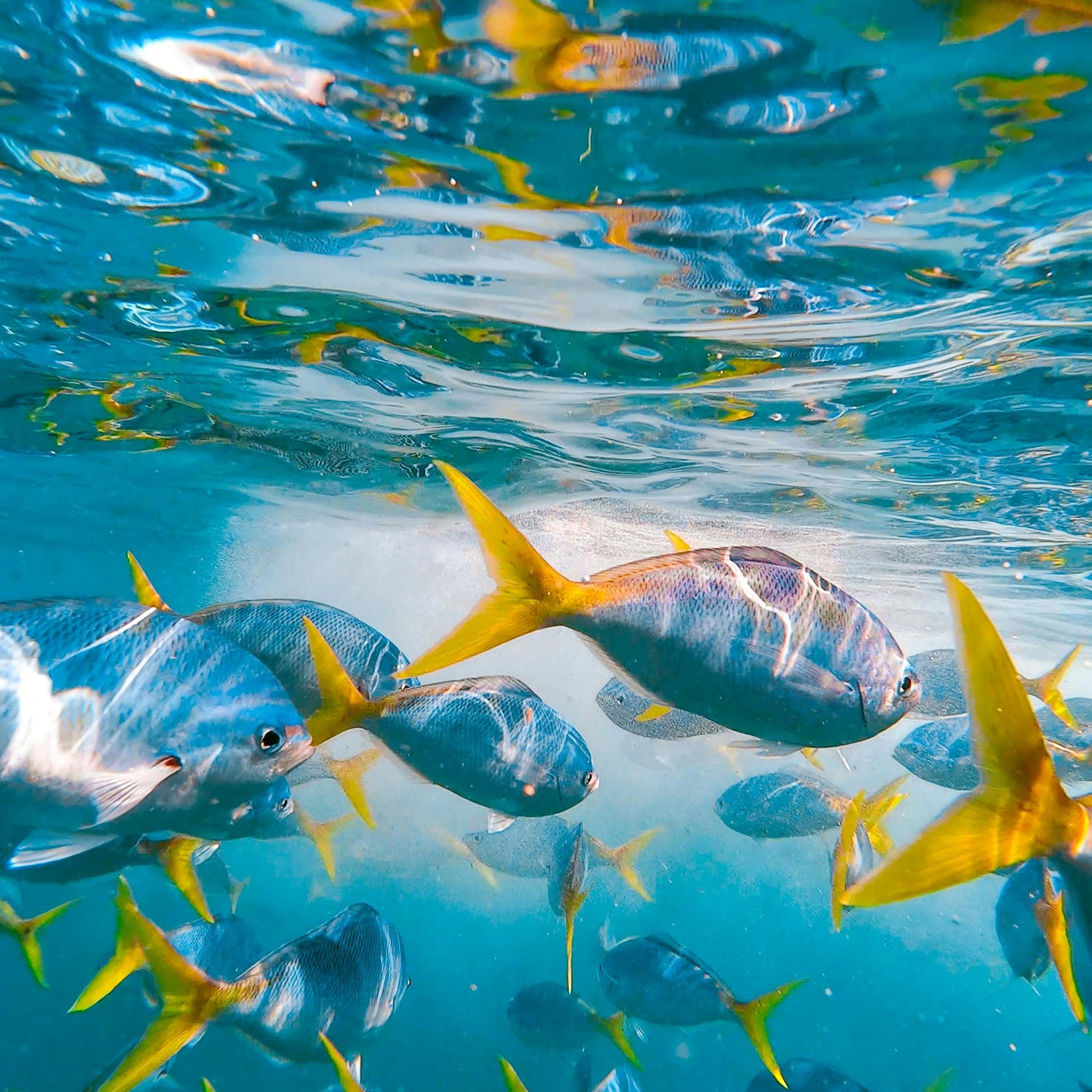 Fish-53